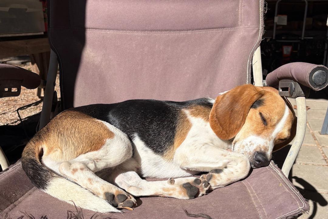 Enlarge Teddy, an adopted Beagle in Tomball, TX image 4/6