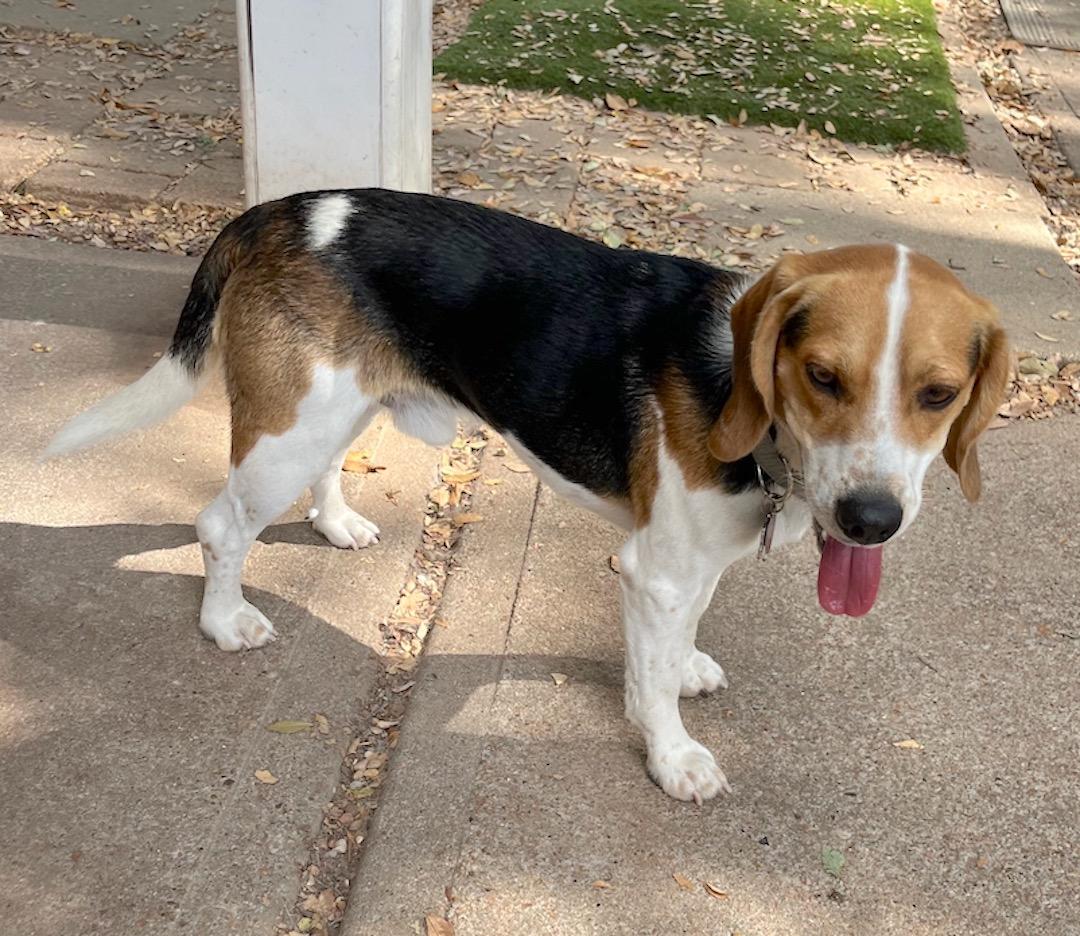 Enlarge Teddy, an adopted Beagle in Tomball, TX image 5/6