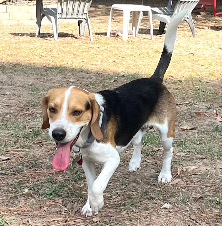 Enlarge Teddy, an adopted Beagle in Tomball, TX image 6/6