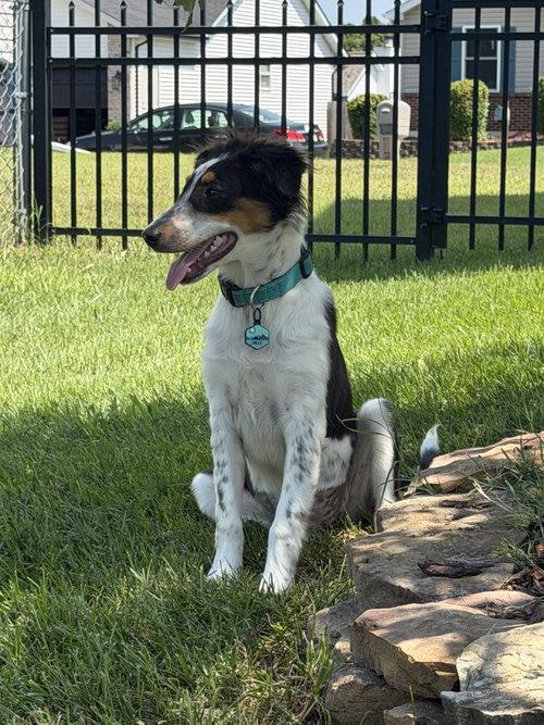 Enlarge Millie, a Adoptable Australian Shepherd in Barnhart, MO image 2/3