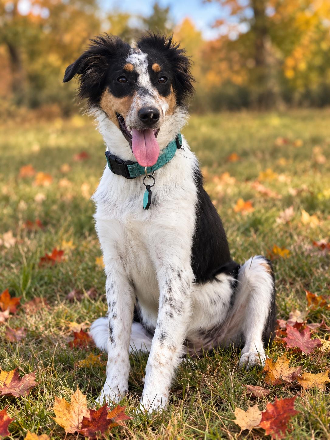 Millie, Adoptable, Puppy Female Australian Shepherd.