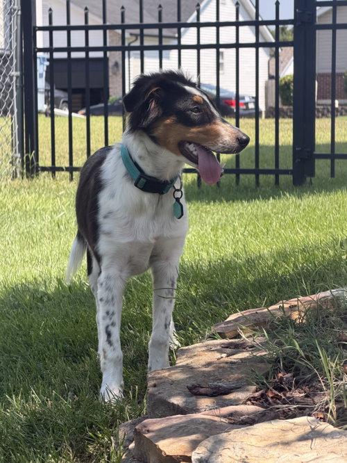Enlarge Millie, a Adoptable Australian Shepherd in Barnhart, MO image 3/3