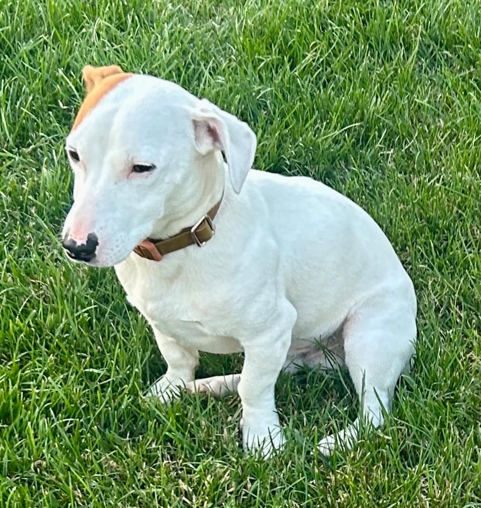 Enlarge Wade, a Adoptable Jack Russell Terrier in West Bloomfield, MI image 1/5