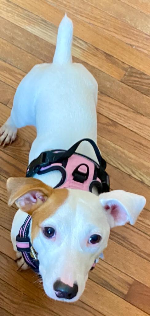 Enlarge Wade, a Adoptable Jack Russell Terrier in West Bloomfield, MI image 2/5