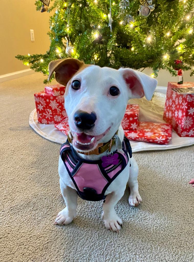 Enlarge Wade, a Adoptable Jack Russell Terrier in West Bloomfield, MI image 4/5