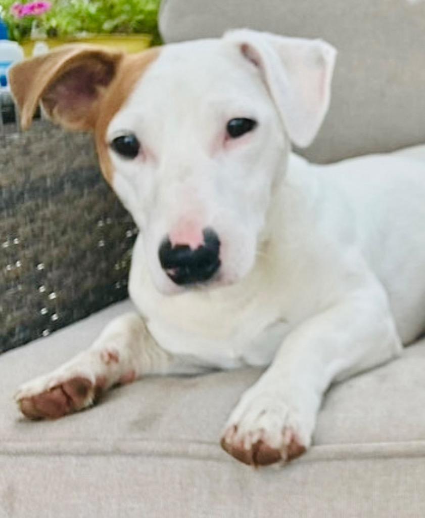 Enlarge Wade, a Adoptable Jack Russell Terrier in West Bloomfield, MI image 5/5