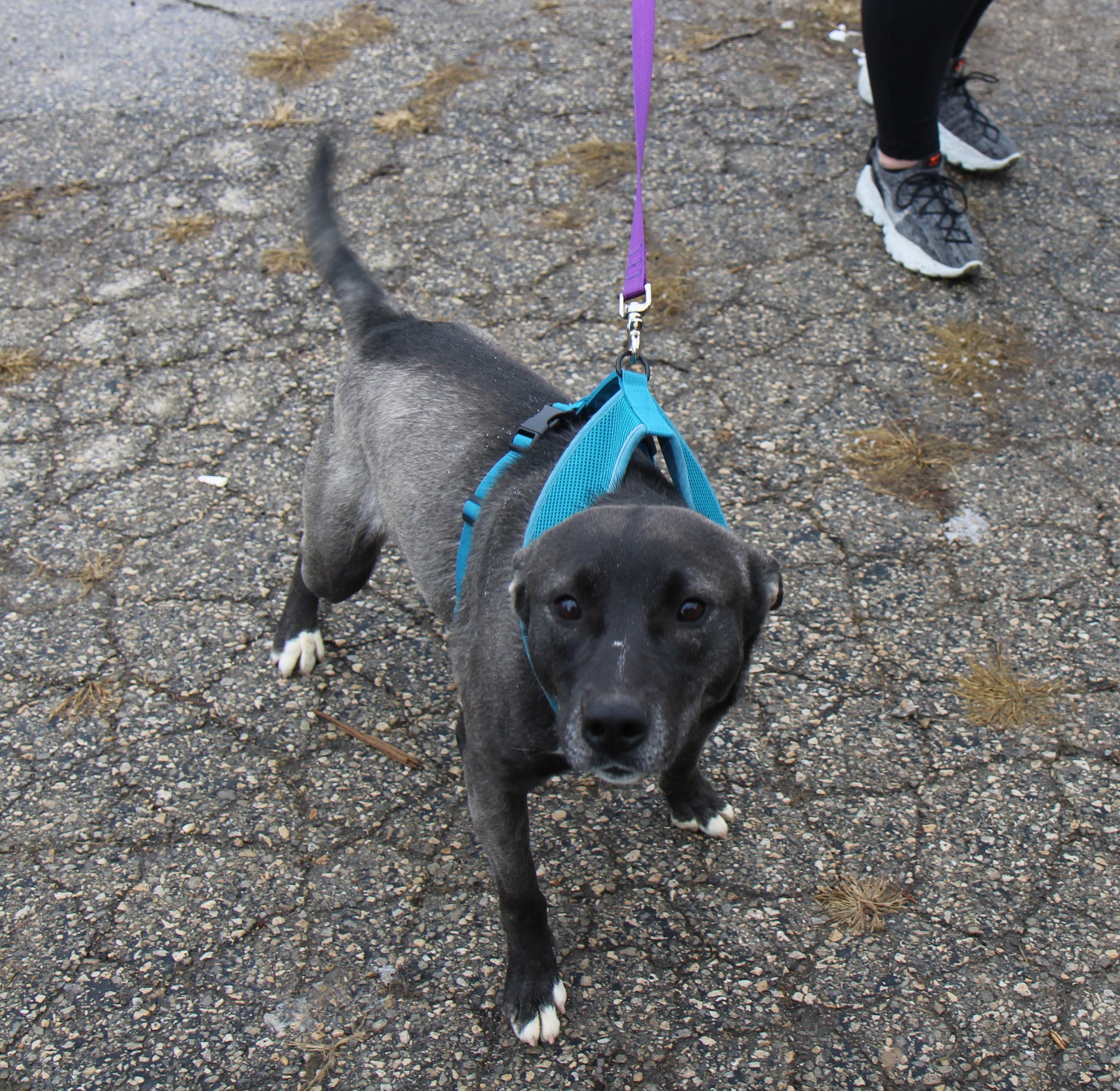 Enlarge Luna, a Adoptable mixed breed in Plain City, OH image 1/6