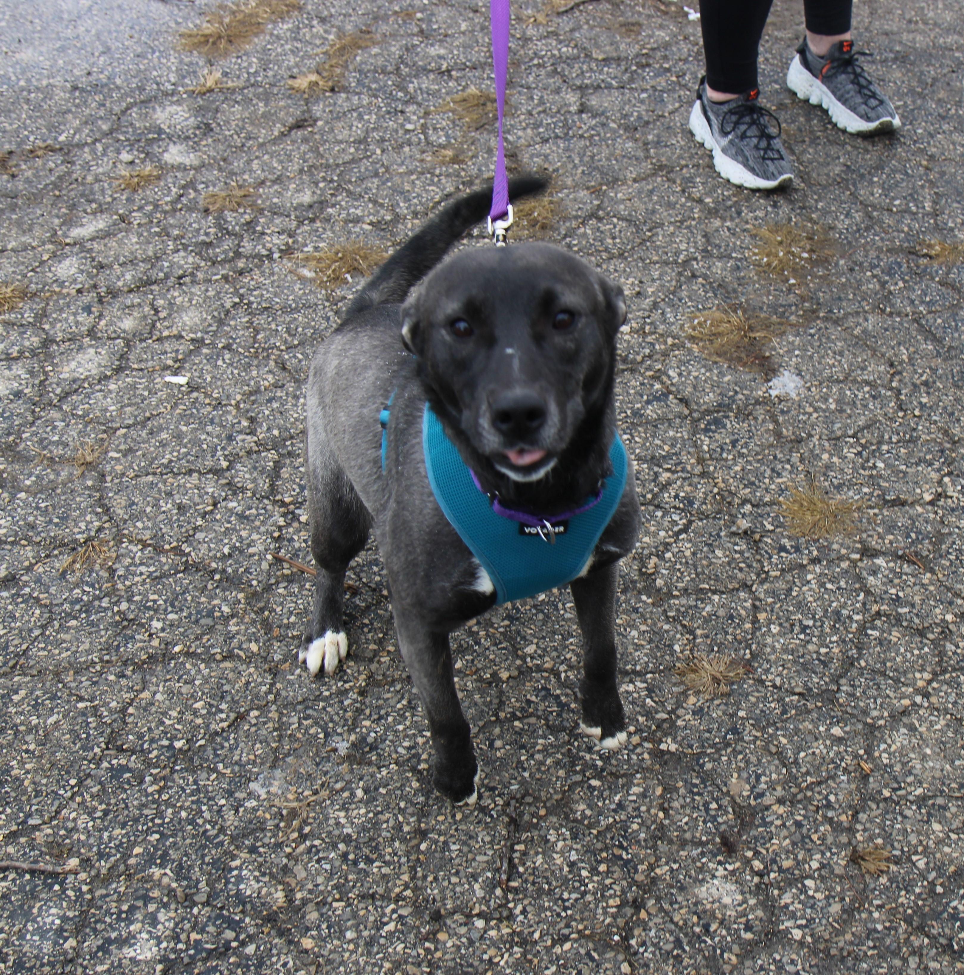 Enlarge Luna, a Adoptable mixed breed in Plain City, OH image 2/6