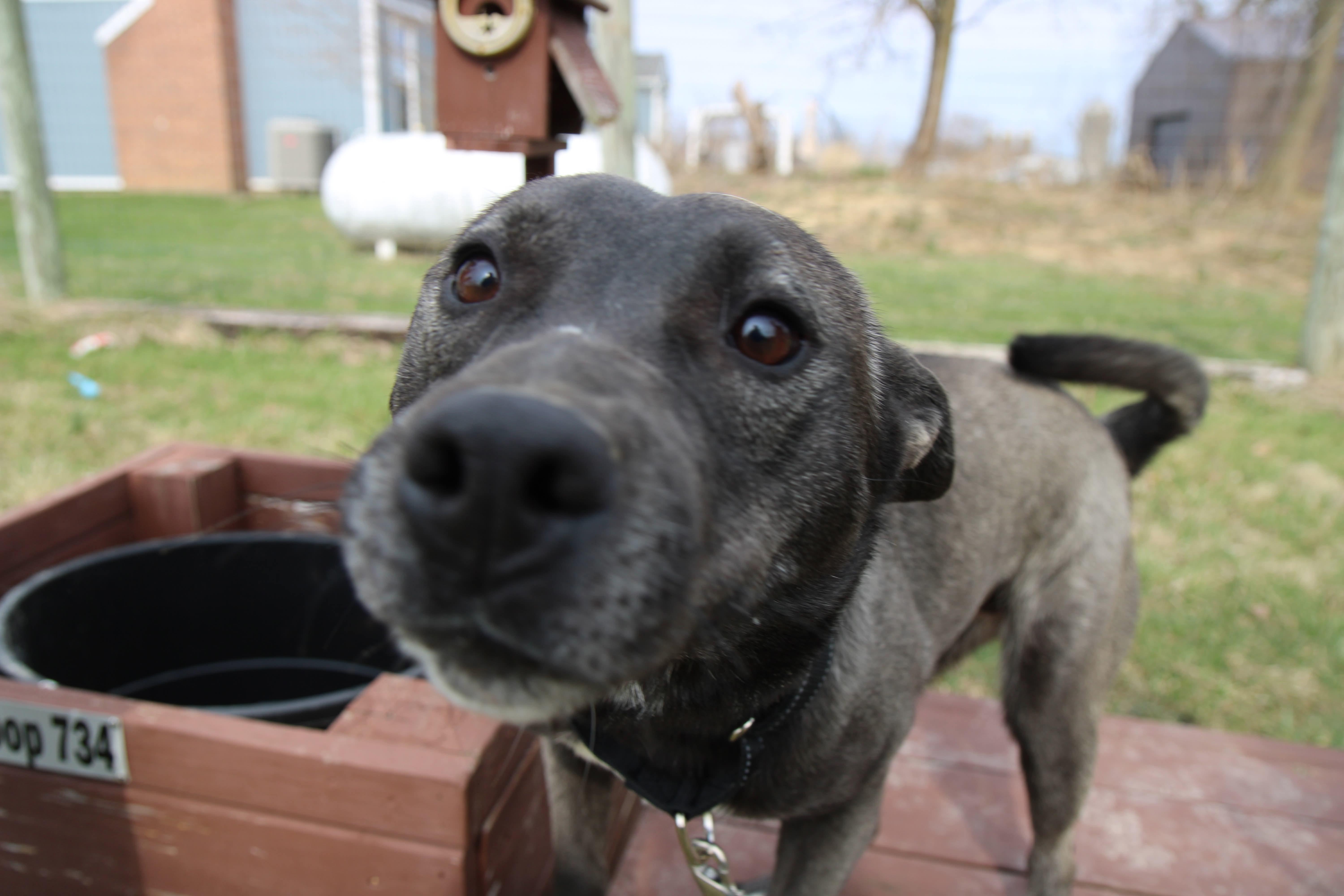 Enlarge Luna, a Adoptable mixed breed in Plain City, OH image 2/6