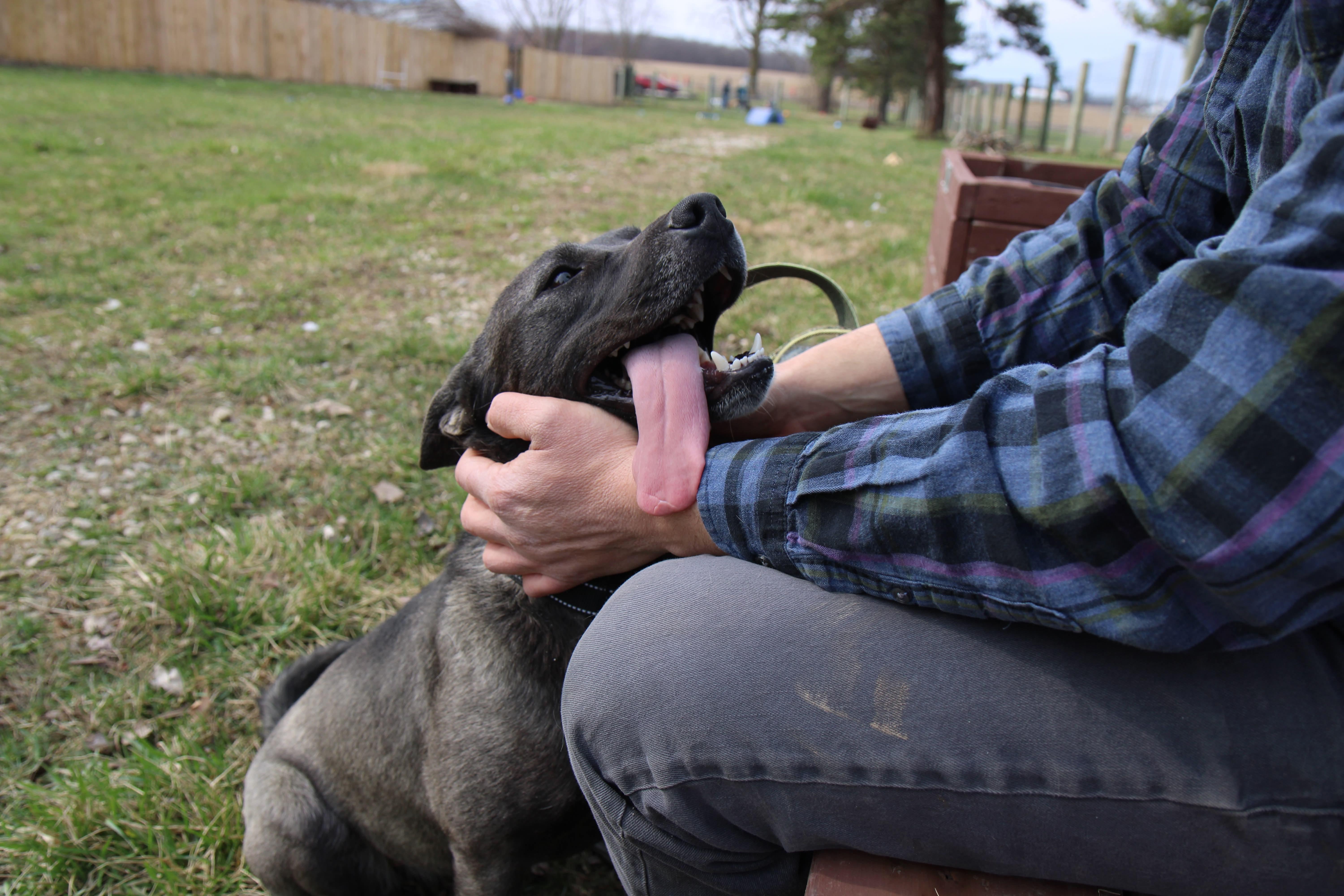 Enlarge Luna, a Adoptable mixed breed in Plain City, OH image 3/6