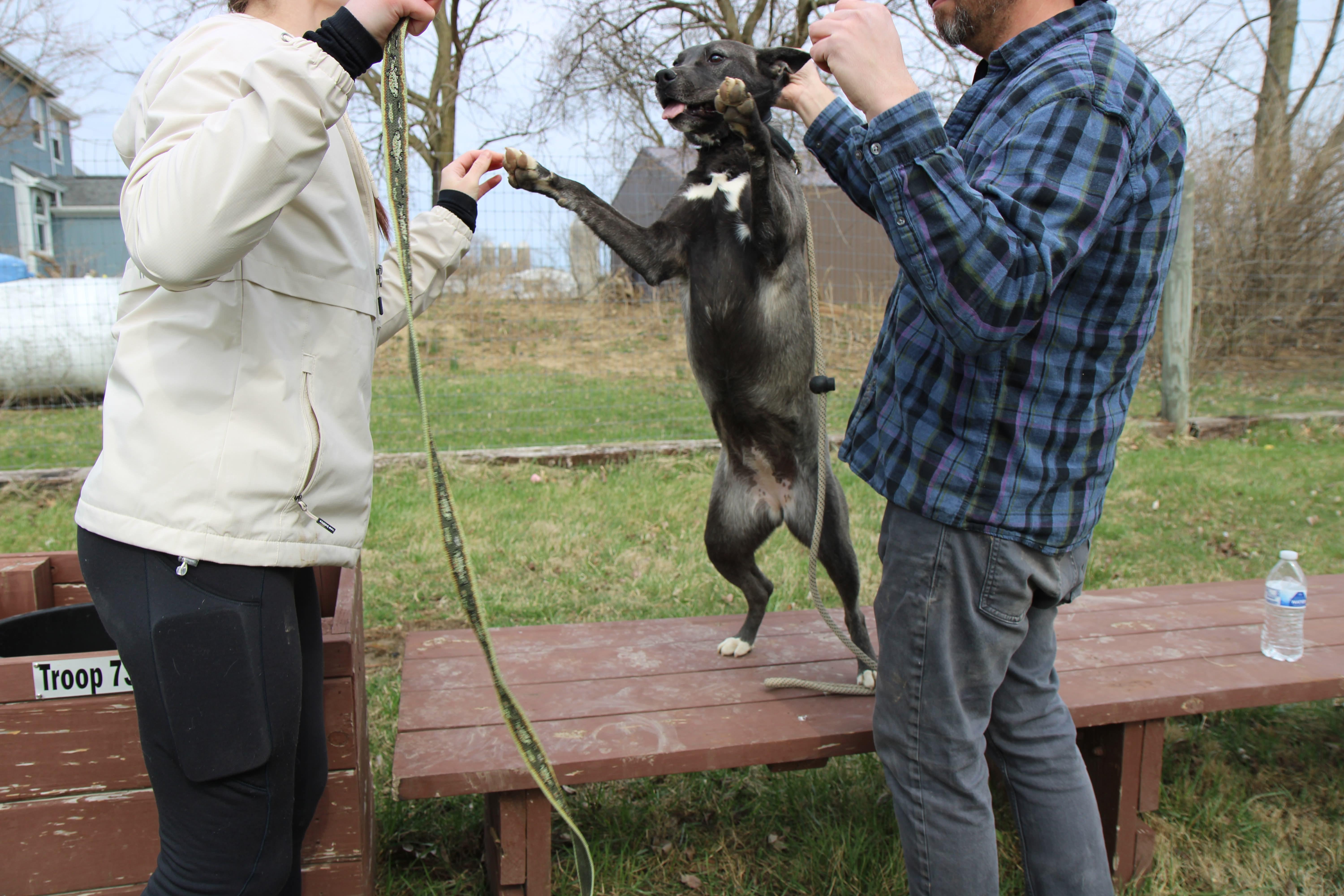 Enlarge Luna, a Adoptable mixed breed in Plain City, OH image 4/6