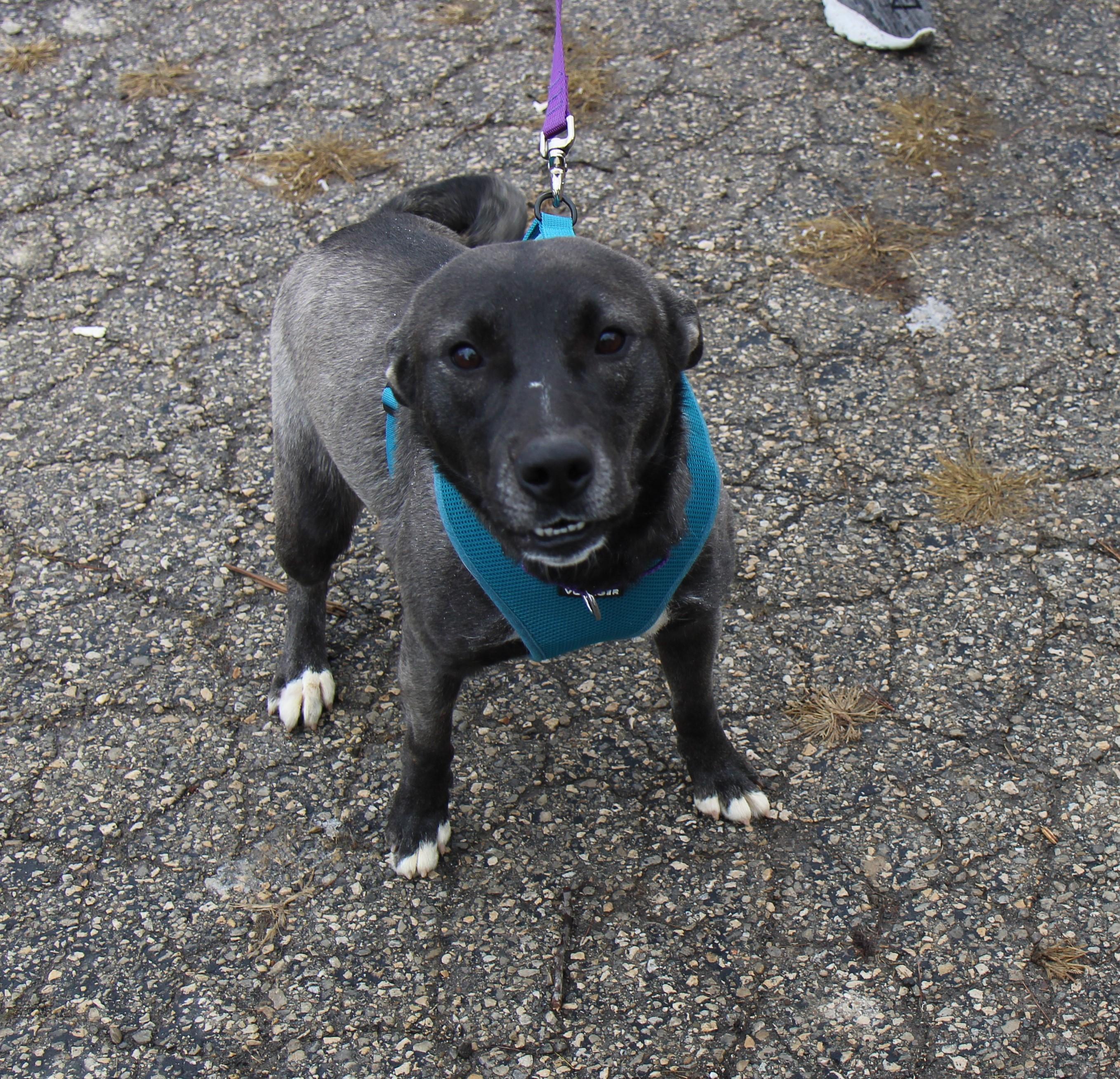 Enlarge Luna, a Adoptable mixed breed in Plain City, OH image 4/6