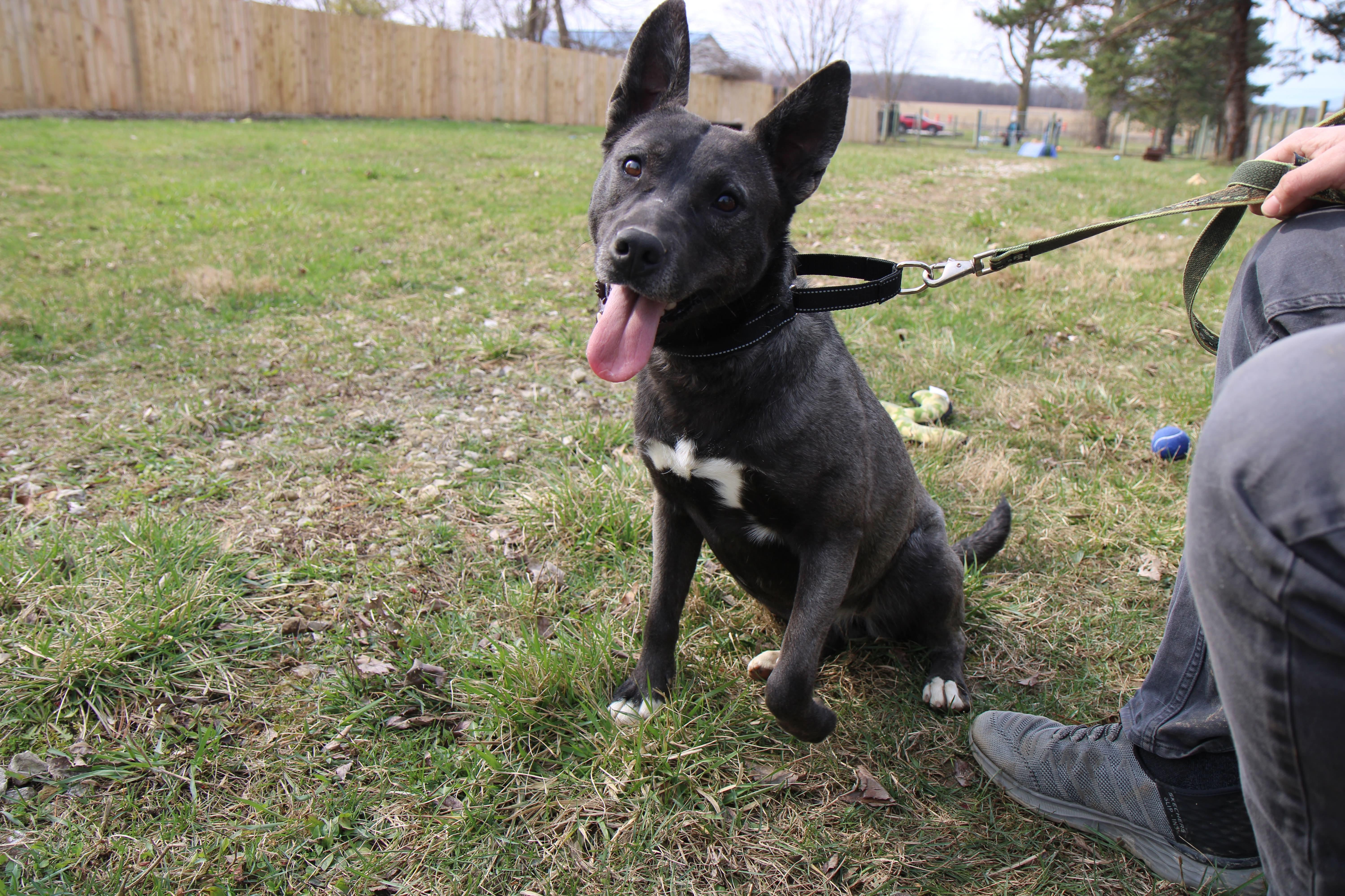 Enlarge Luna, a Adoptable mixed breed in Plain City, OH image 5/6