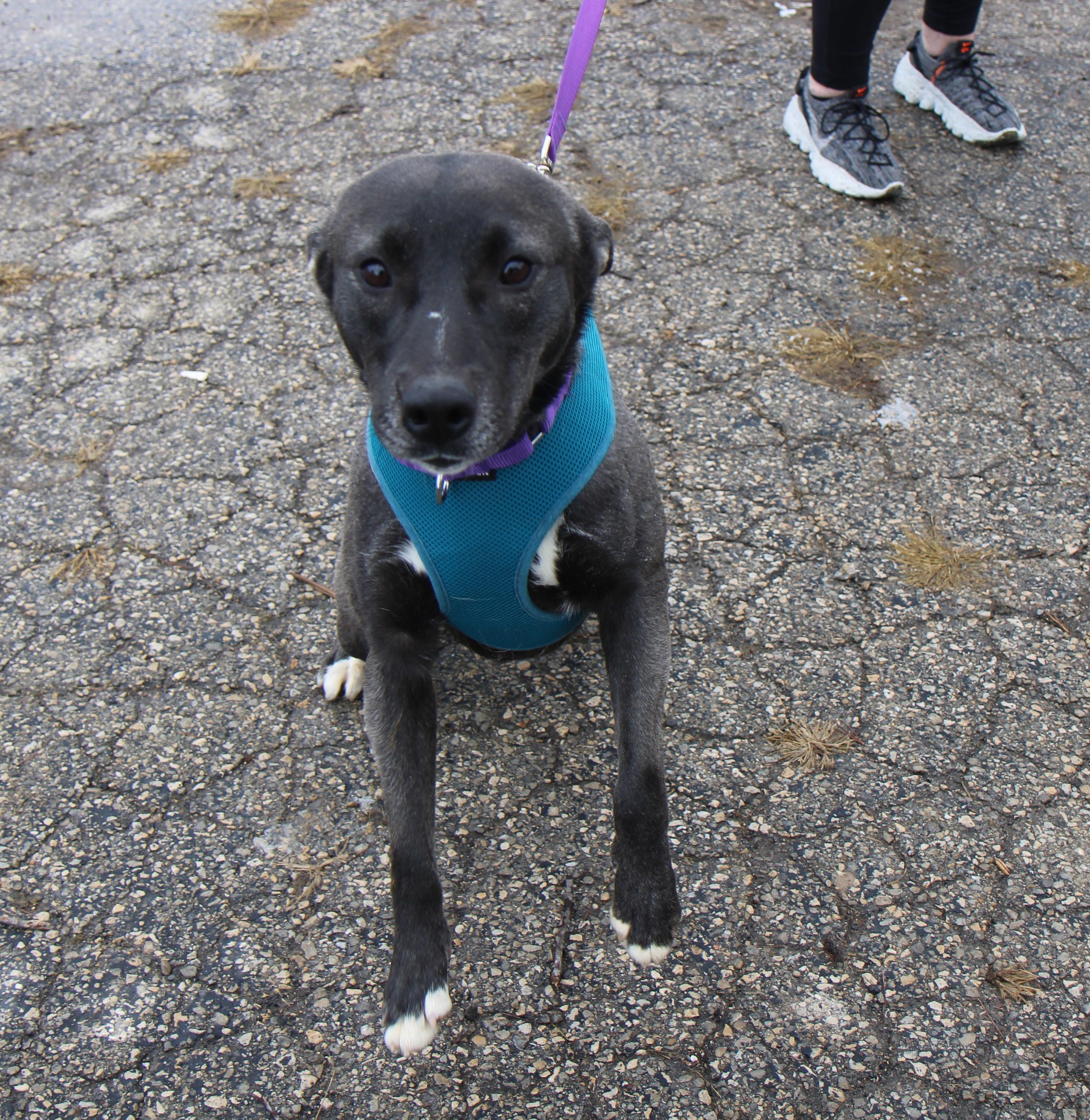 Enlarge Luna, a Adoptable mixed breed in Plain City, OH image 6/6