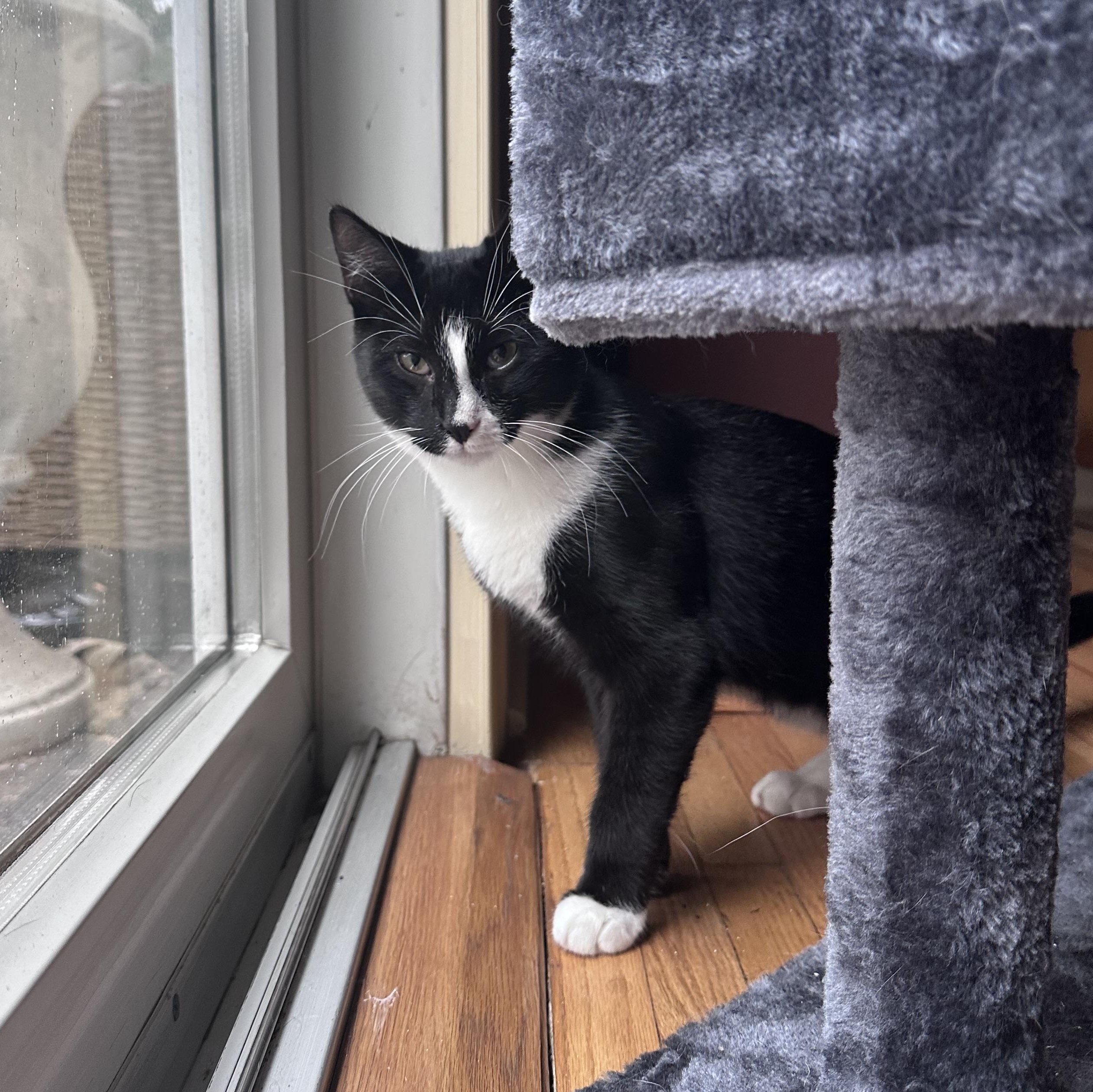 Bob, a Adoptable Tuxedo in Brick, NJ image 4/6