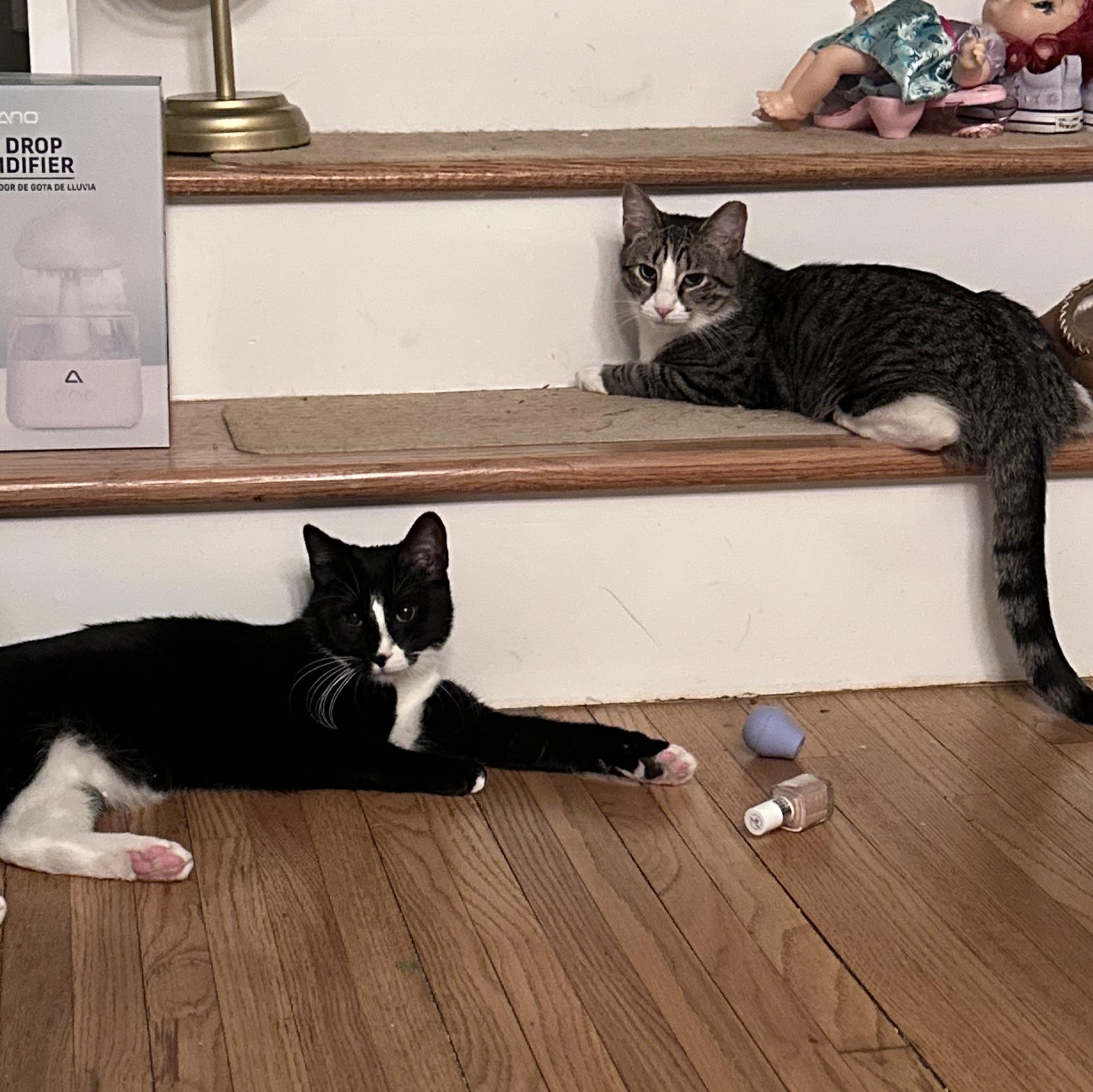 Enlarge Bob, a Adoptable Tuxedo in Brick, NJ image 2/5