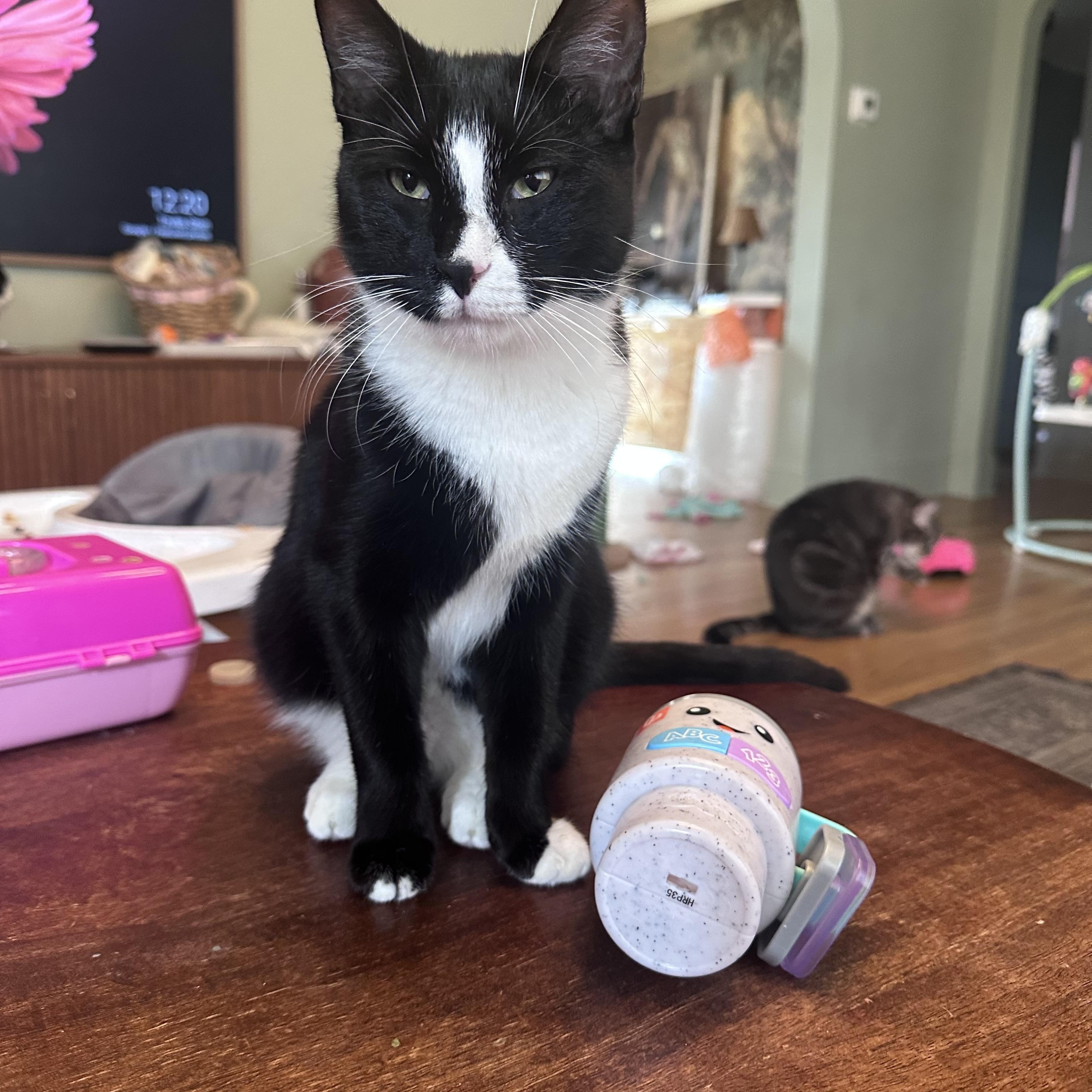 Enlarge Bob, a Adoptable Tuxedo in Brick, NJ image 5/5