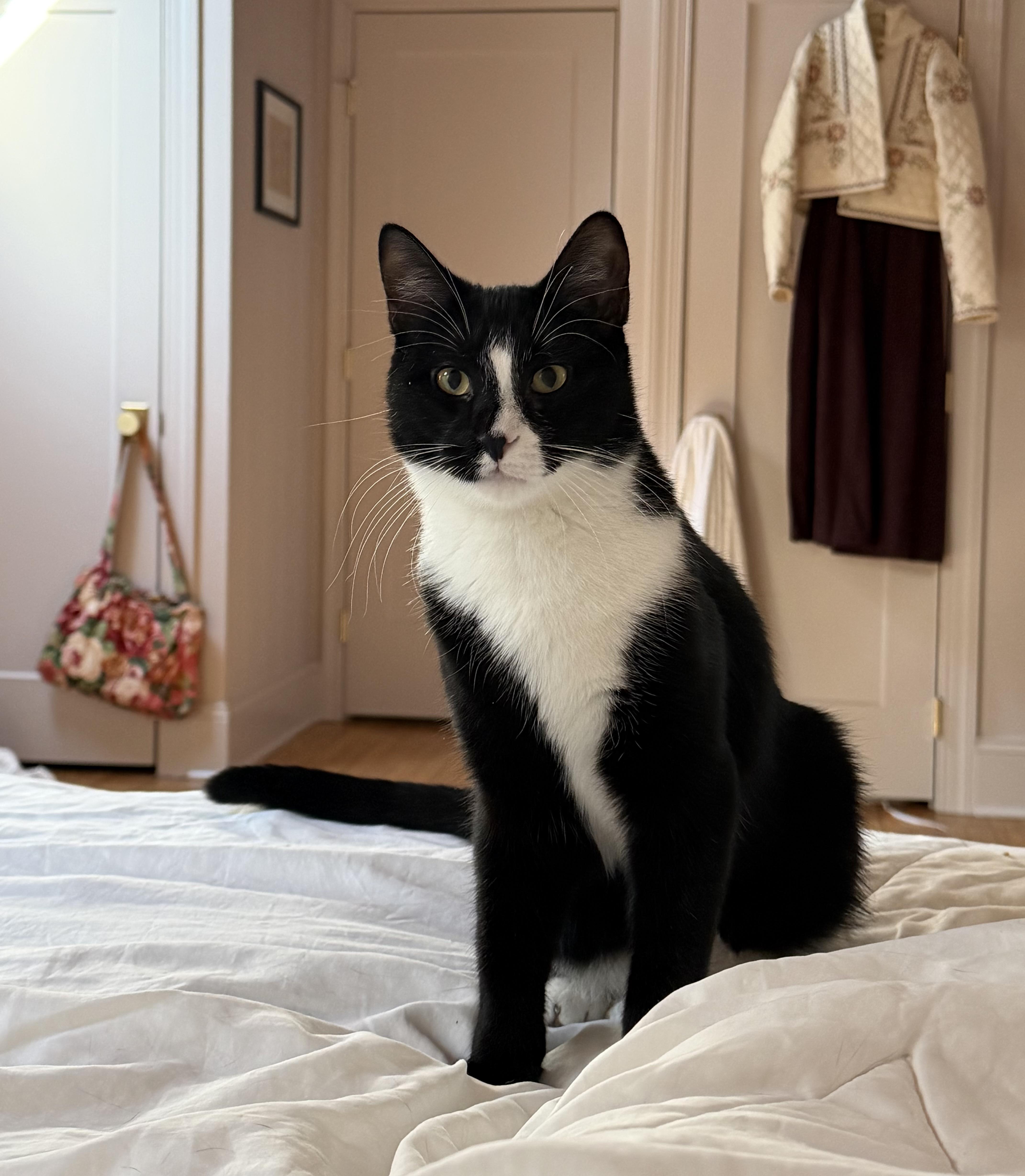 Enlarge Bob, a Adoptable Tuxedo in Brick, NJ image 1/5