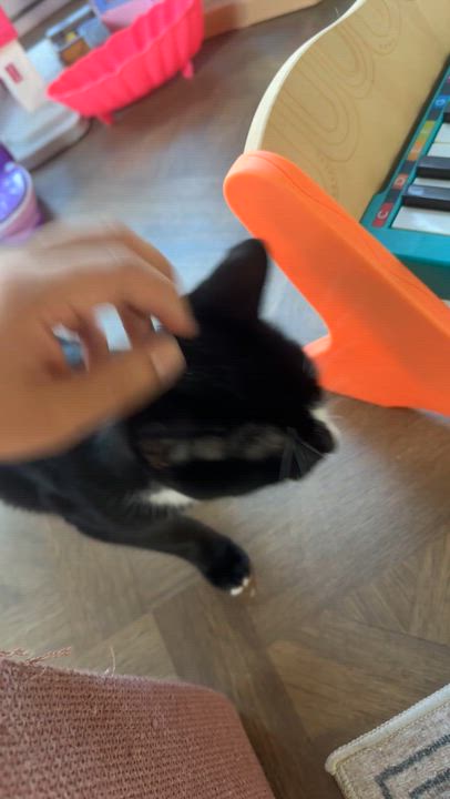 Enlarge Bob, a Adoptable Tuxedo in Brick, NJ video 5/6