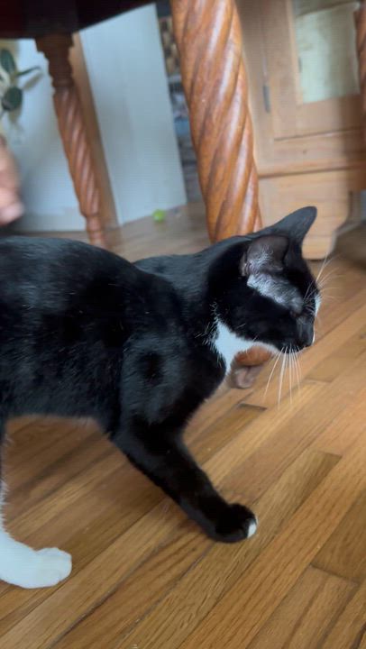Enlarge Bob, a Adoptable Tuxedo in Brick, NJ video 6/6