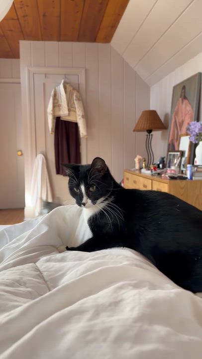 Enlarge Bob, a Adoptable Tuxedo in Brick, NJ video 4/5