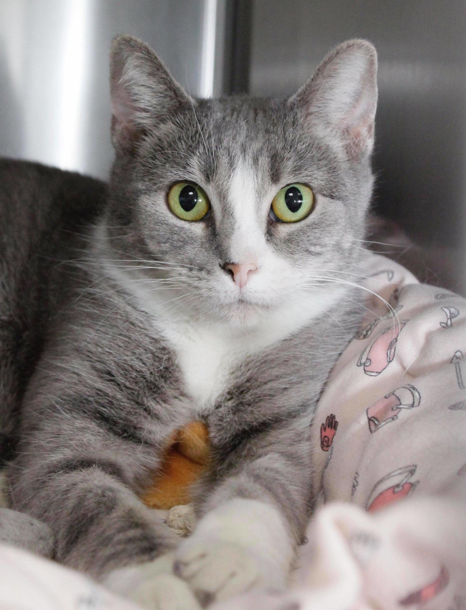 Enlarge Greta, a Adoptable Domestic Short Hair in Austin, MN image 1/3