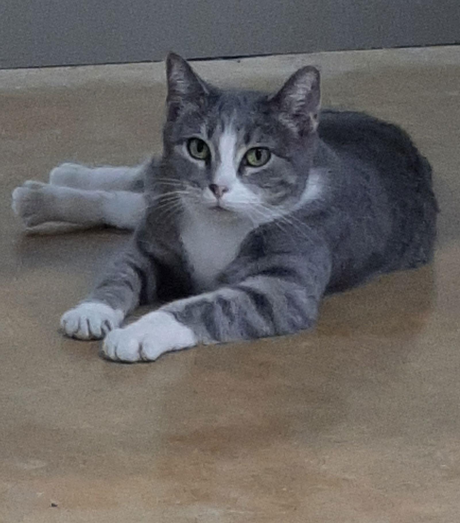 Greta, a Adoptable Domestic Short Hair in Austin, MN image 1/3