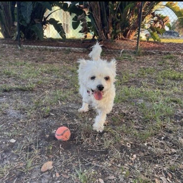 Chanel, adopted, Senior Female West Highland White Terrier / Westie.