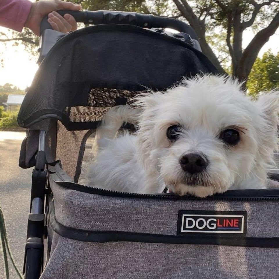 Enlarge Chanel, an adopted West Highland White Terrier / Westie in Venice, FL image 2/4