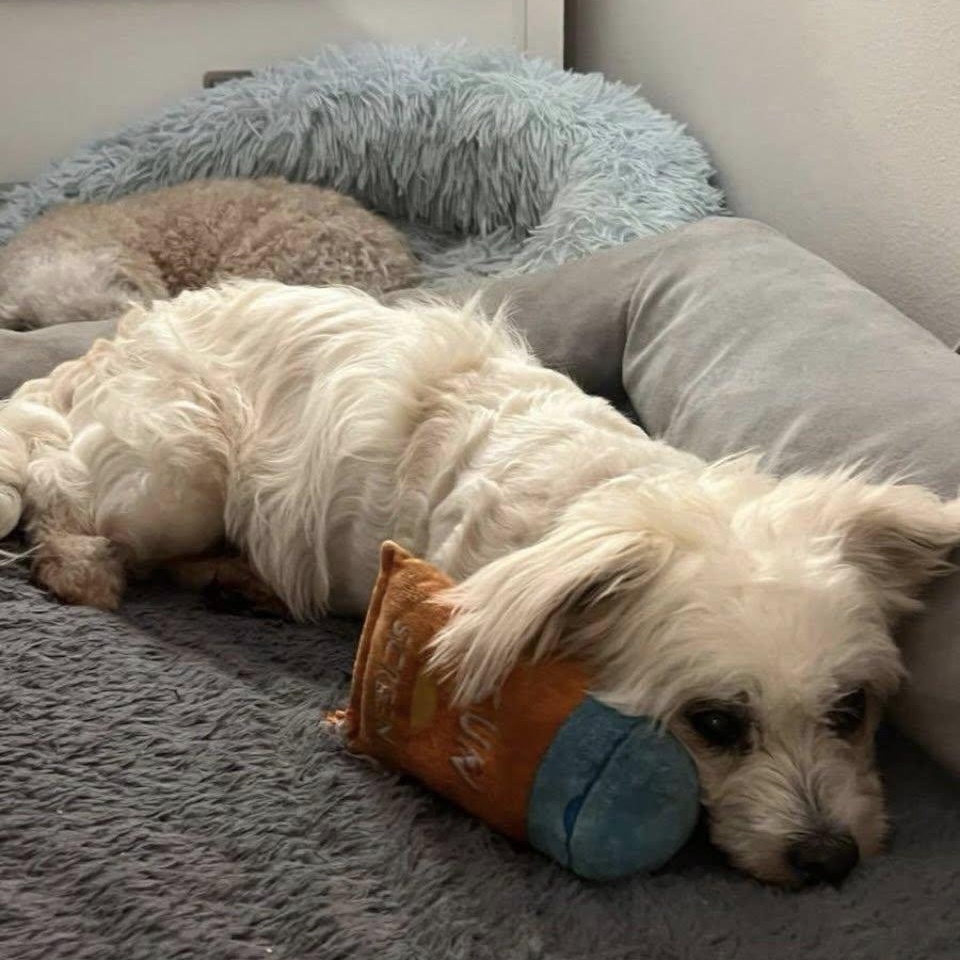Enlarge Chanel, an adopted West Highland White Terrier / Westie in Venice, FL image 4/4