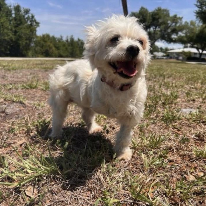 Enlarge Chanel, an adopted West Highland White Terrier / Westie in Venice, FL image 3/4
