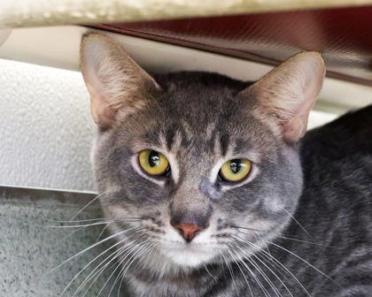 Gregory, Adoptable, Adult Male Domestic Short Hair.