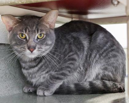 Enlarge Gregory, a Adoptable Domestic Short Hair in West Seneca, NY image 2/3