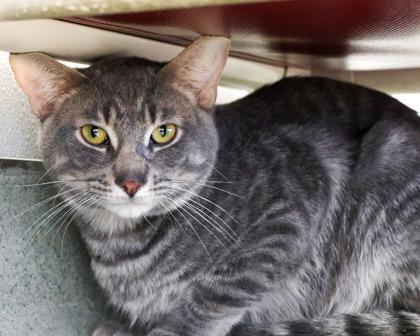 Enlarge Gregory, a Adoptable Domestic Short Hair in West Seneca, NY image 2/3