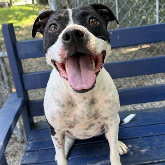 Ping Pong, Adoptable, Adult Female Pit Bull Terrier & Mixed Breed.