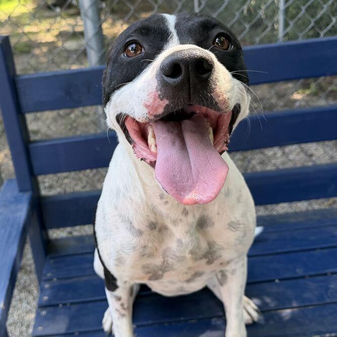 Ping Pong, a Adoptable mixed breed in Dayton, OH image 2/4