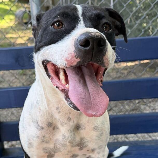Ping Pong, a Adoptable mixed breed in Dayton, OH image 3/4