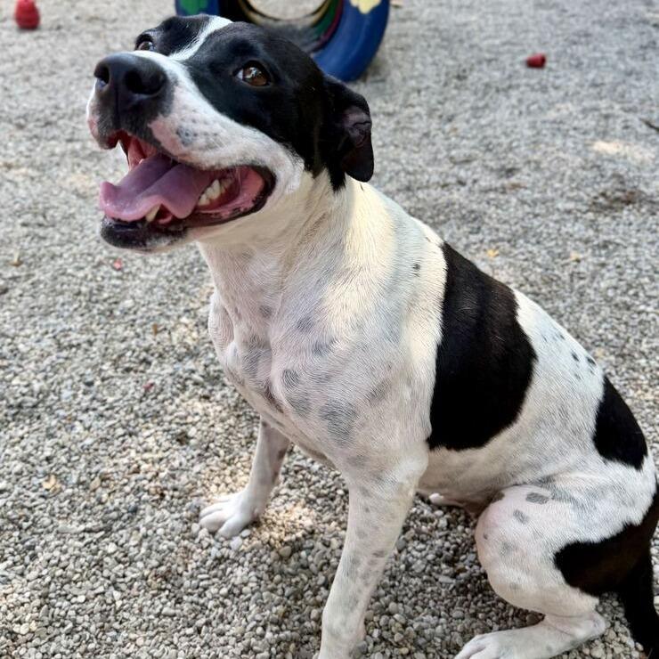 Ping Pong, a Adoptable mixed breed in Dayton, OH image 4/4