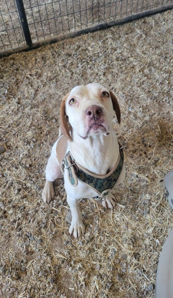 Larry, Adoptable, Adult Male Beagle & Boxer.