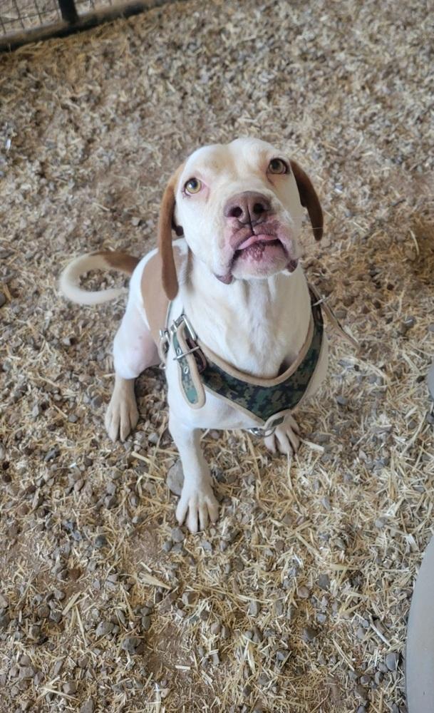 Larry, a Adoptable mixed breed in Cortez, CO image 2/6