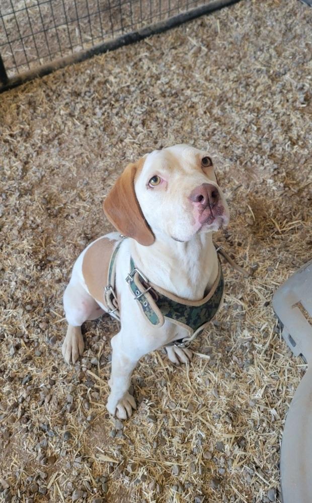 Larry, a Adoptable mixed breed in Cortez, CO image 3/6