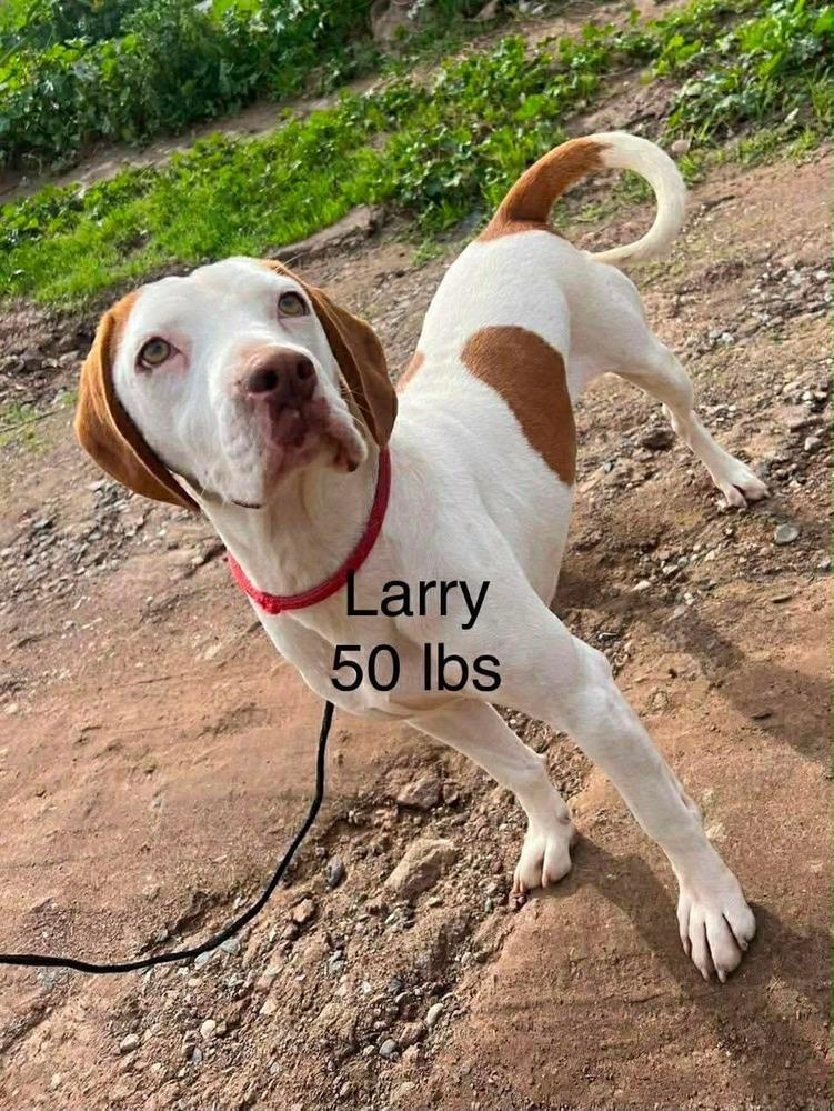 Larry, Adoptable, Adult Male Beagle & Boxer.