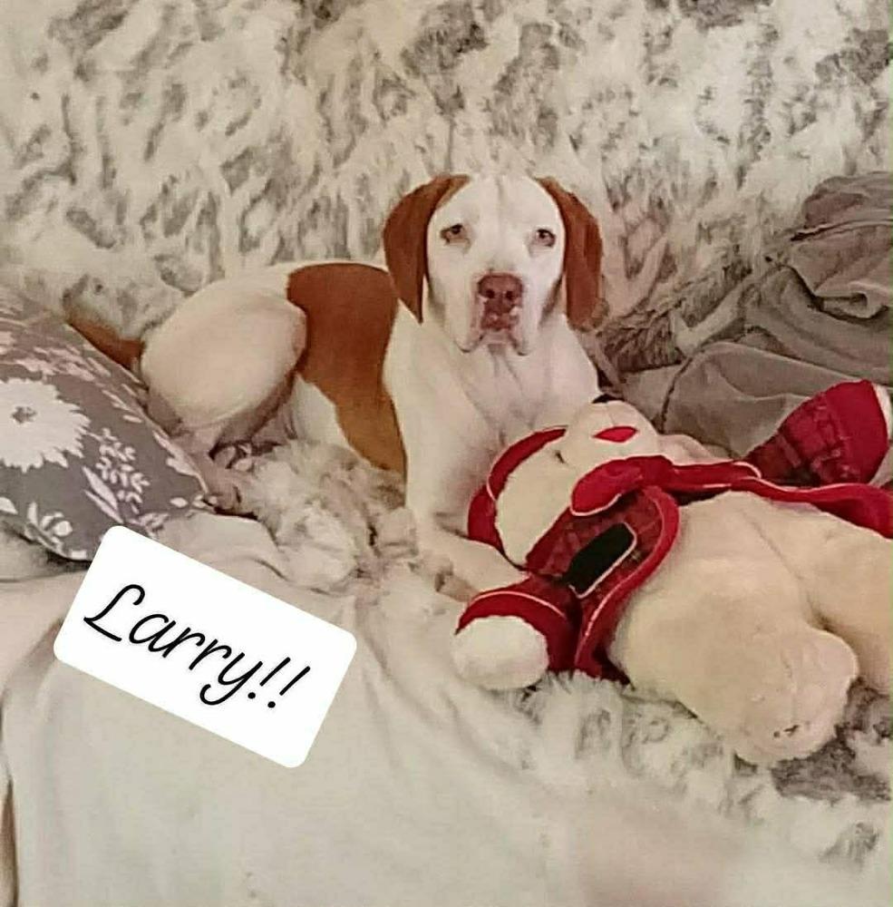 Enlarge Larry, a Adoptable mixed breed in Cortez, CO image 2/2