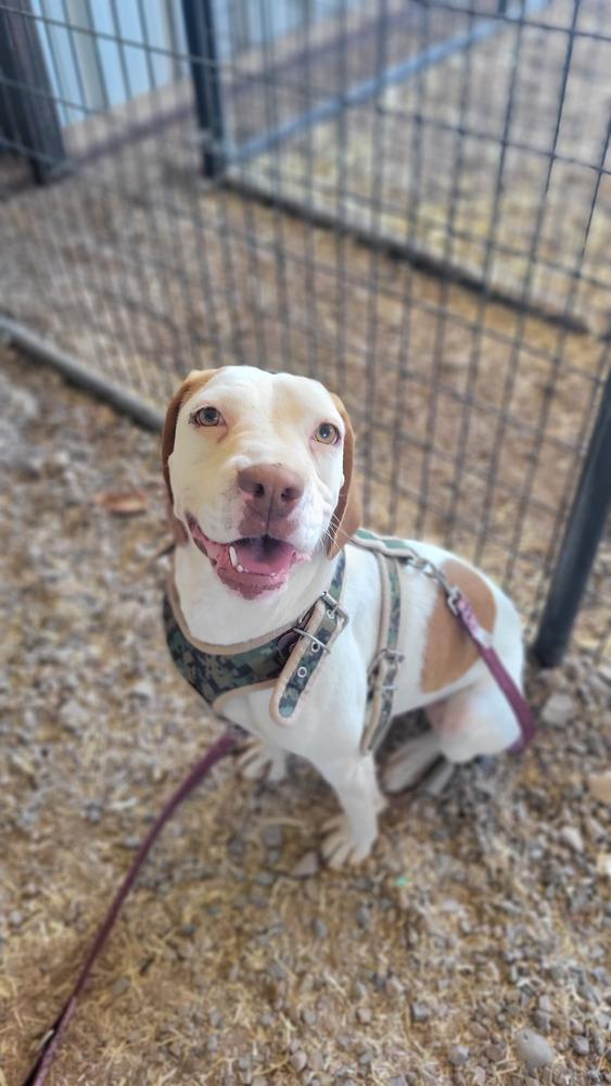 Larry, a Adoptable mixed breed in Cortez, CO image 6/6