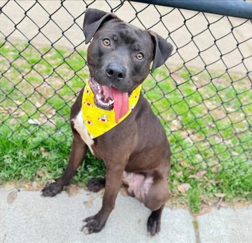 Enlarge Twiggy, an adopted Pit Bull Terrier in Philadelphia, PA image 3/6