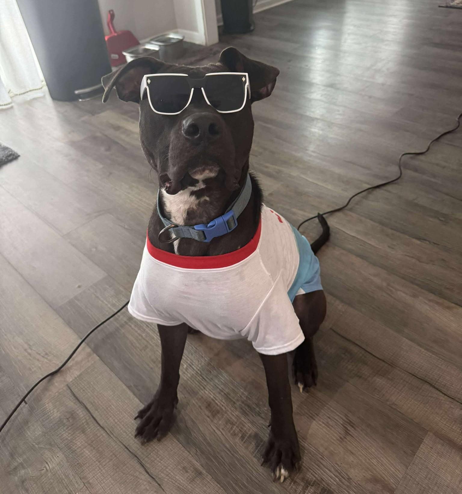 Enlarge Twiggy, an adopted Pit Bull Terrier in Philadelphia, PA image 6/6