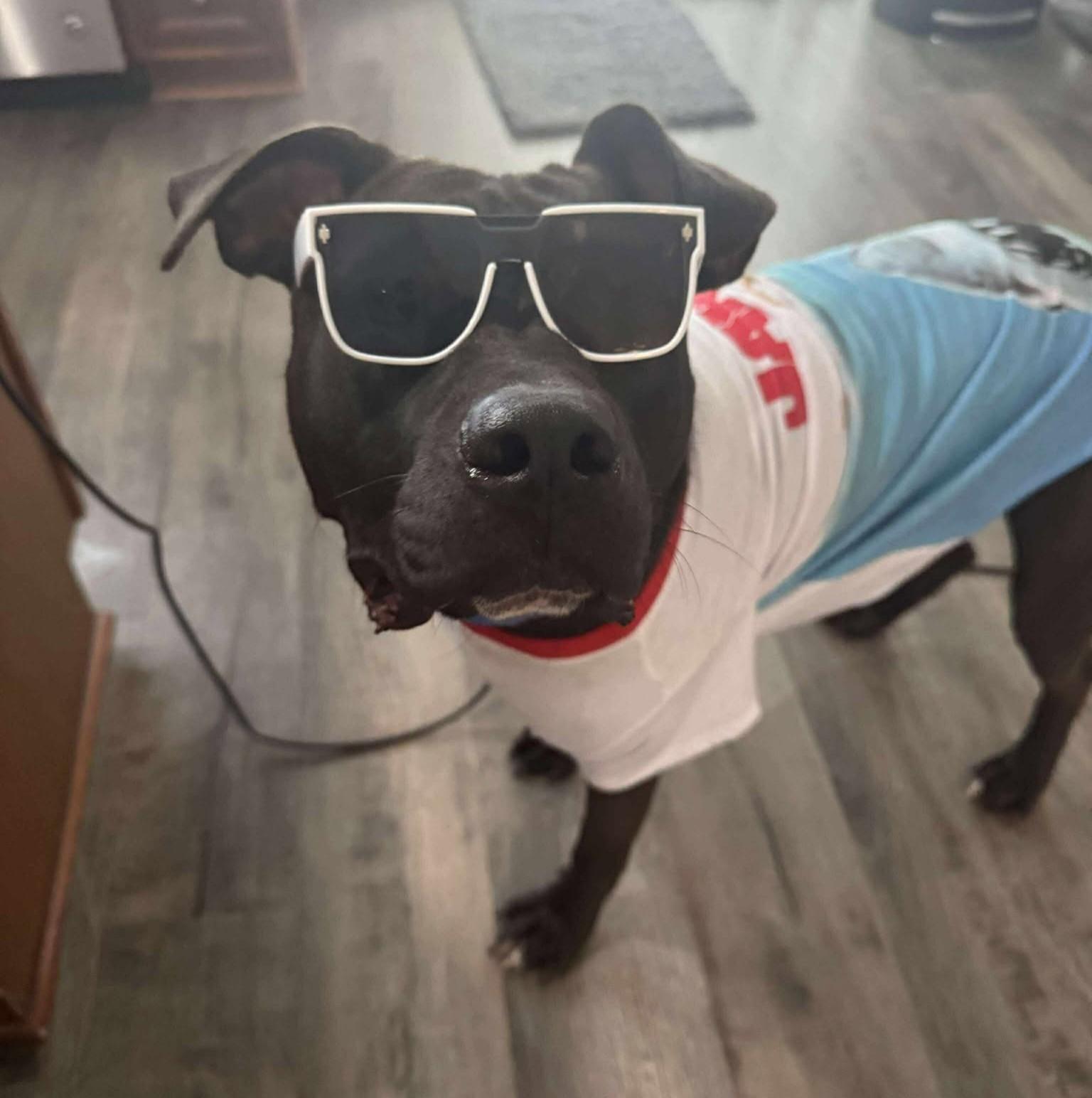 Enlarge Twiggy, an adopted Pit Bull Terrier in Philadelphia, PA image 1/6