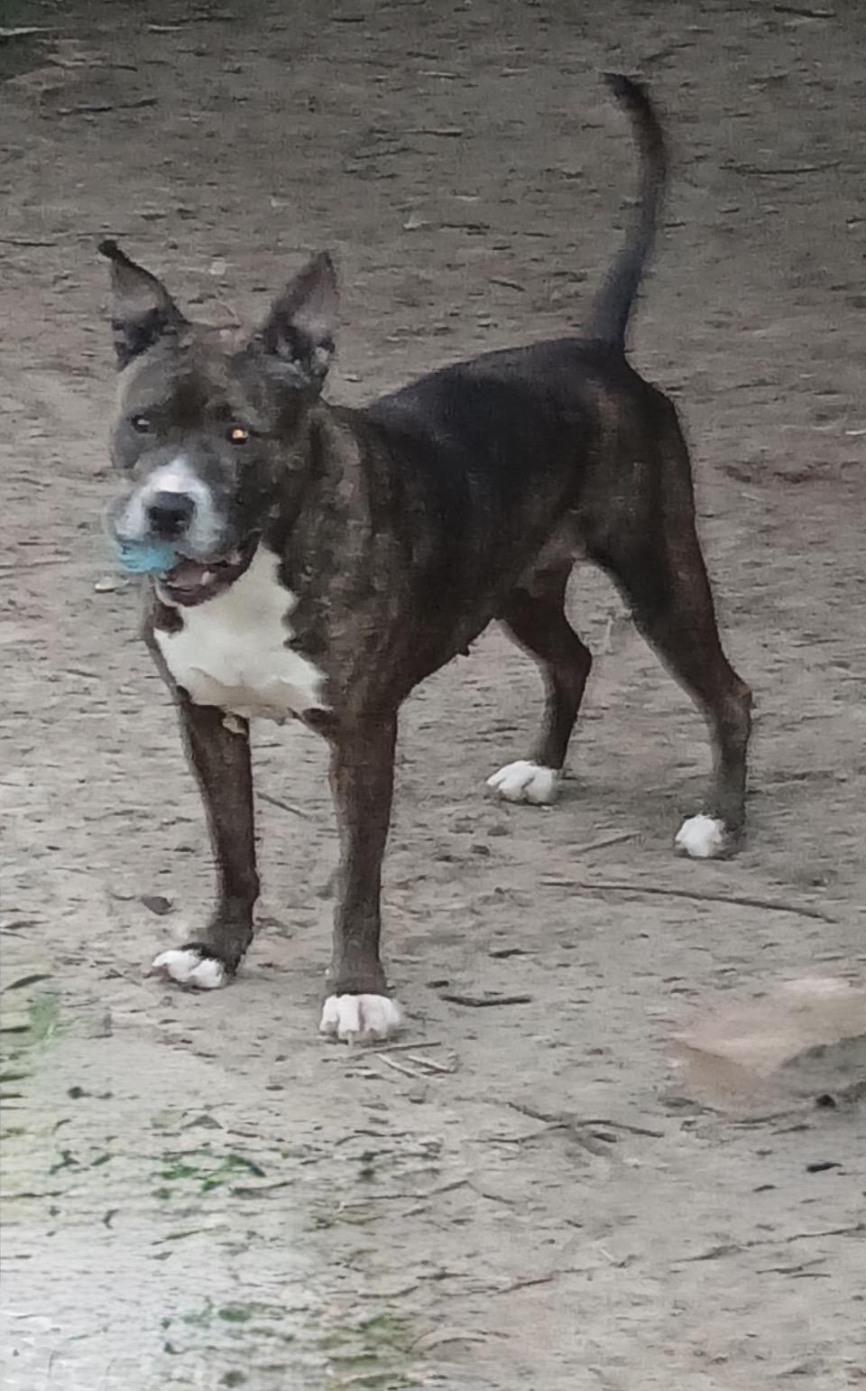 Jasmine — thumbnail 2