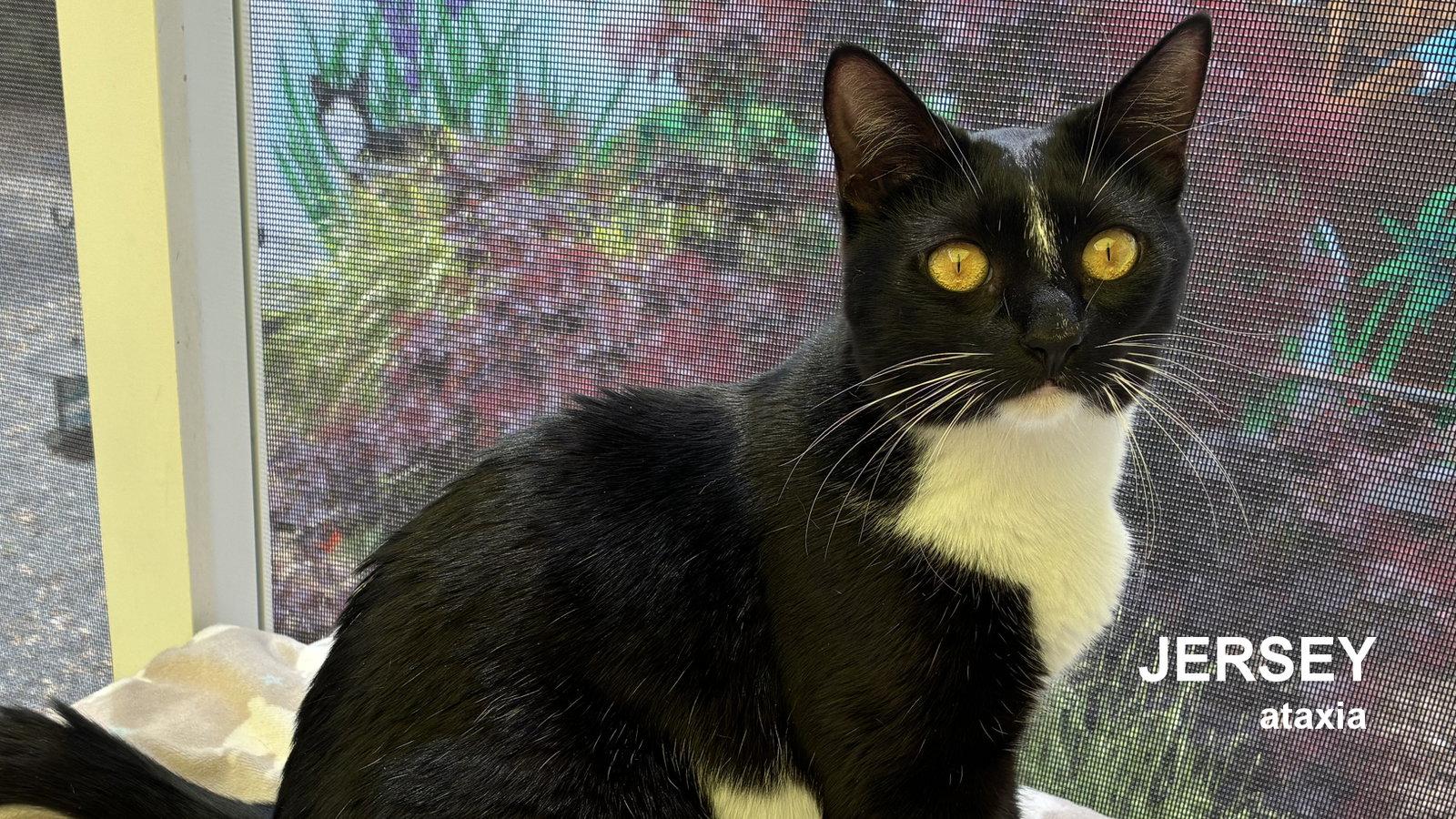 Jersey, Adoptable, Young Female Domestic Short Hair.