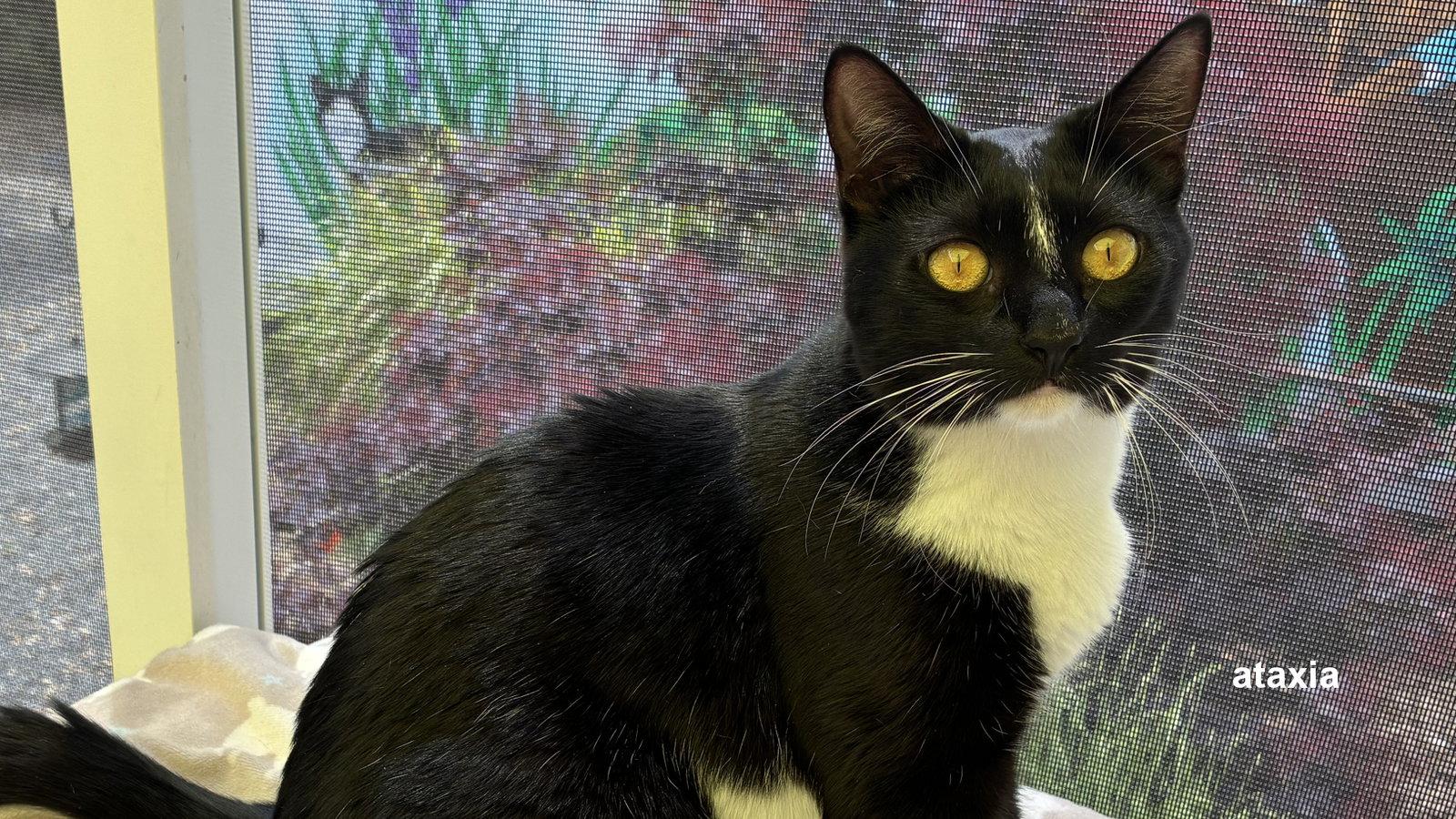 Enlarge Jersey, a Adoptable Domestic Short Hair in Santa Rosa, CA image 3/3